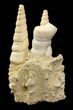 Bargain Tall Miocene Fossil Turritella (Gastropod) Cluster-France #74515-2